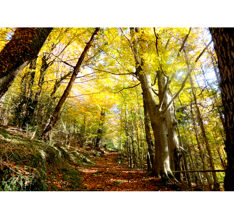 Fotomural bosque fageda de grevolosa - TenVinilo