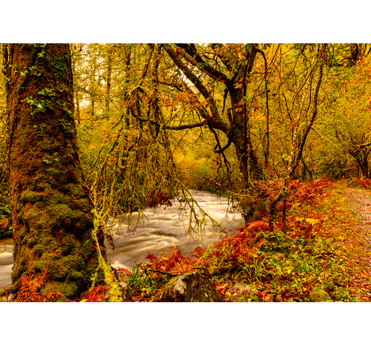 Fotomural bosque Muniellos - TenVinilo