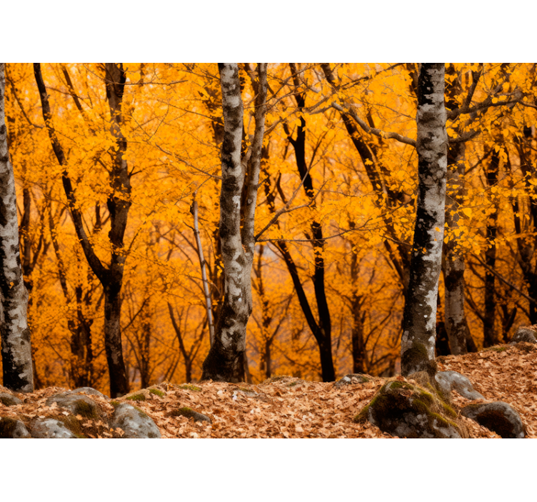 Fotomural de bosque Ordesa - TenVinilo