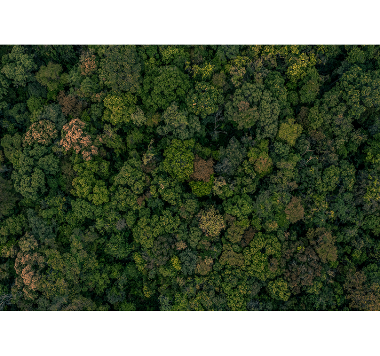 Fotomural selva vista aérea del bosque - TenVinilo