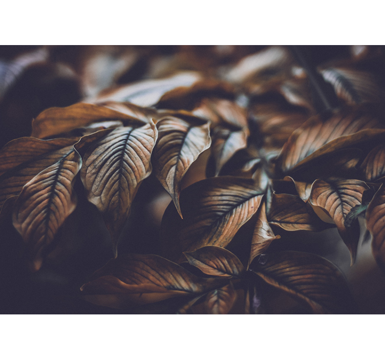 Mural de pared flores primer plano de hojas de otoño - TenVinilo