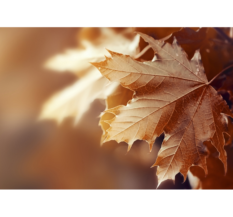 Mural de pared flores hoja de arce en primer plano - TenVinilo