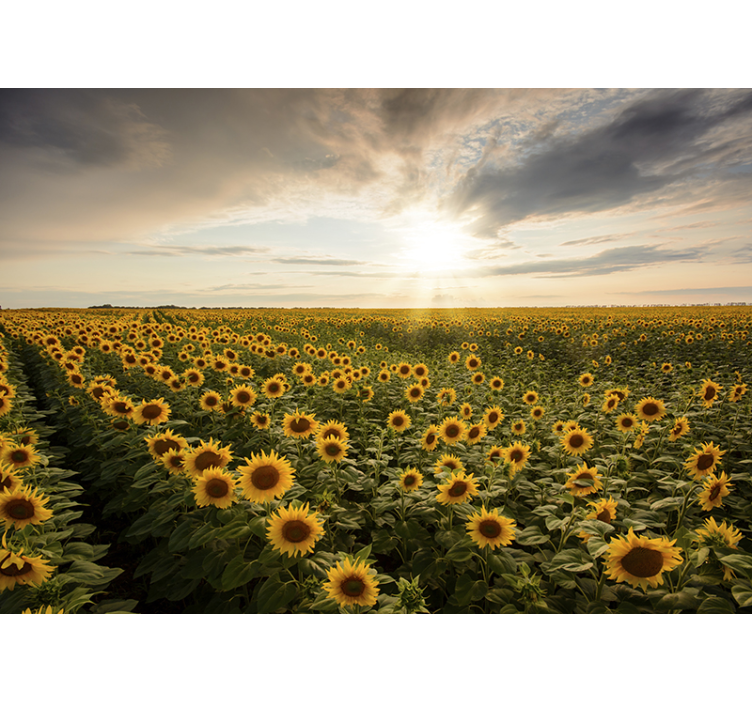Mural de pared flores crepúsculo en un campo de girasoles - TenVinilo
