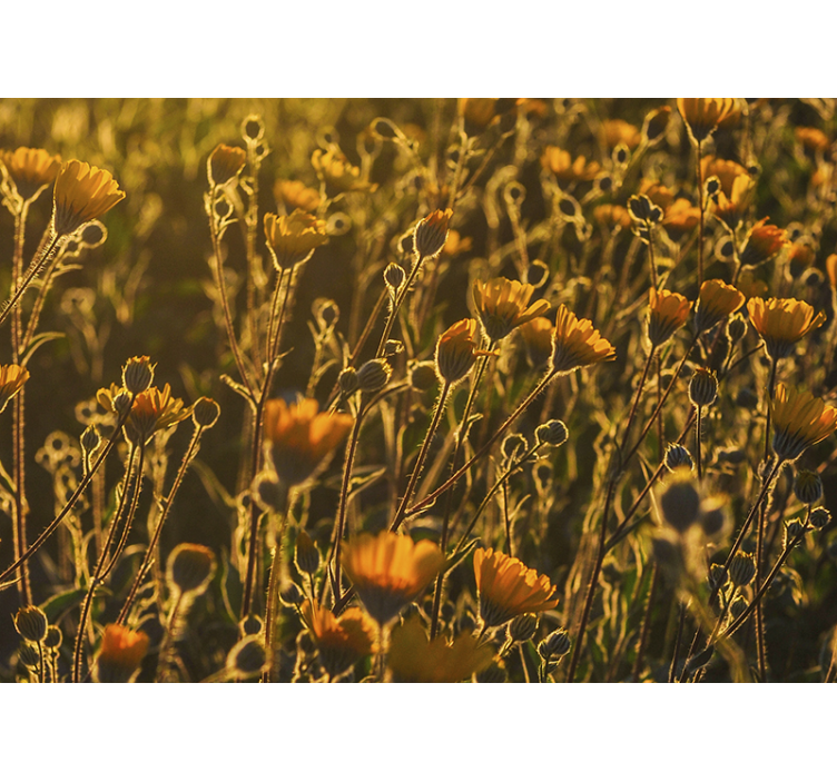 Mural de pared flores flora de floración dorada - TenVinilo