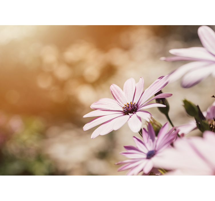 Mural de pared flores floración de flores rosas - TenVinilo