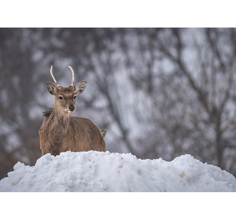 Fotomural animales ciervo en la nieve - TenVinilo