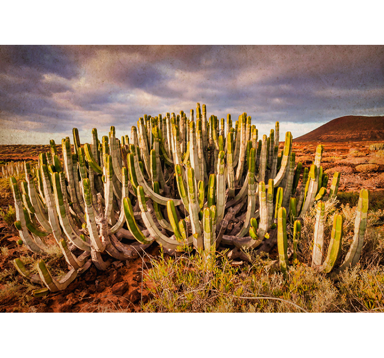 Fotomural bosque vista del paisaje de cactus - TenVinilo