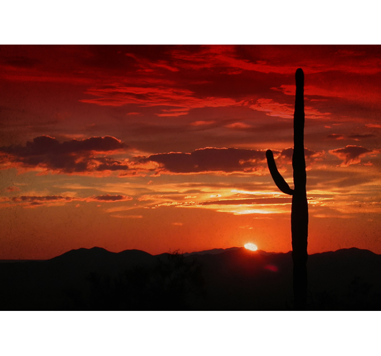 Fotomural naturaleza sombra del atardecer de cactus - TenVinilo