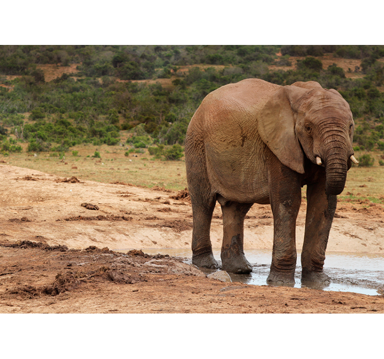 Fotomural animales encuentro con elefantes - TenVinilo
