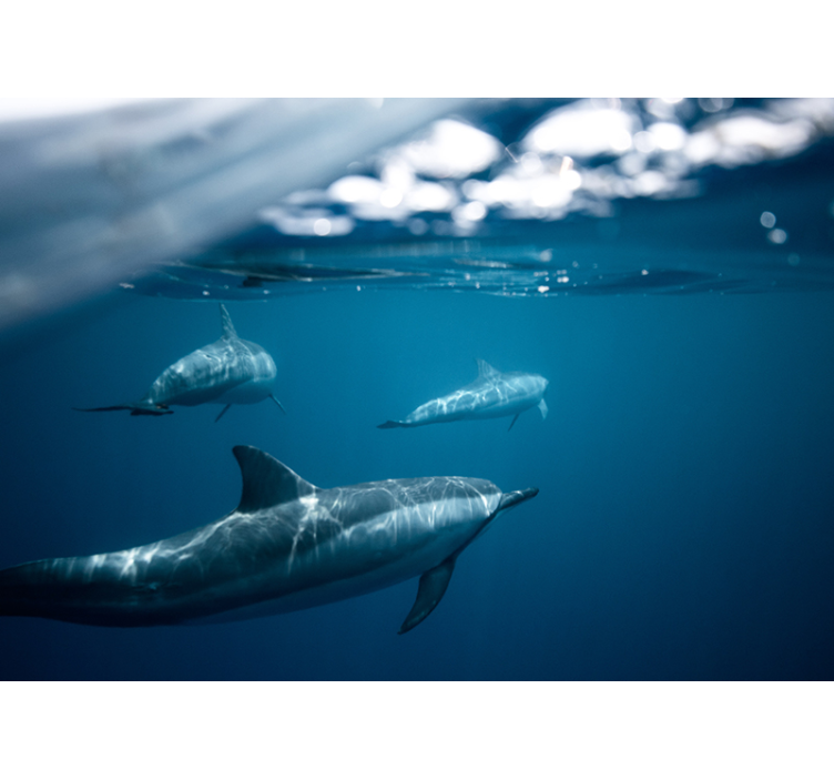 Fotomural animales escena de delfines nadando - TenVinilo
