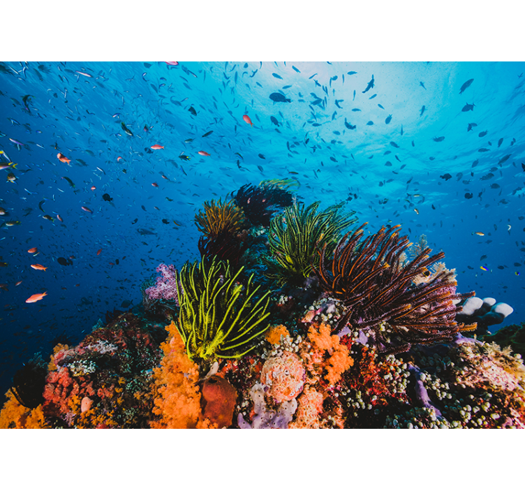 Fotomural mar paraíso de corales bajo el agua - TenVinilo