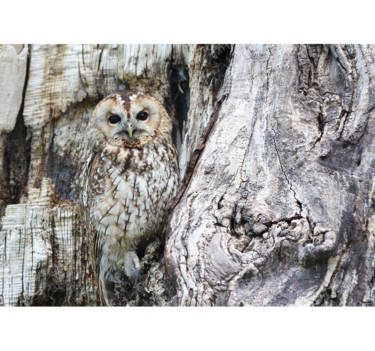 Fotomural animales retrato de búho sabio - TenVinilo