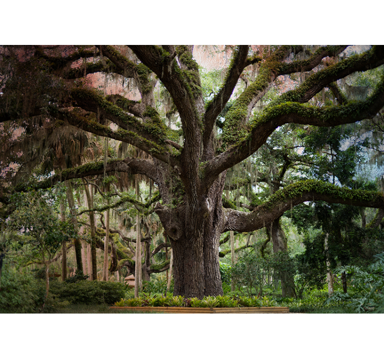 Fotomural bosque majestuoso roble - TenVinilo