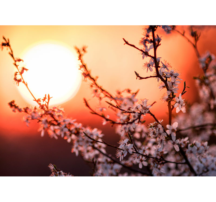Mural de pared flores exhibición de flores al atardecer - TenVinilo