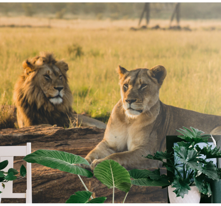Fotomural león pareja de leones majestuosos - TenVinilo