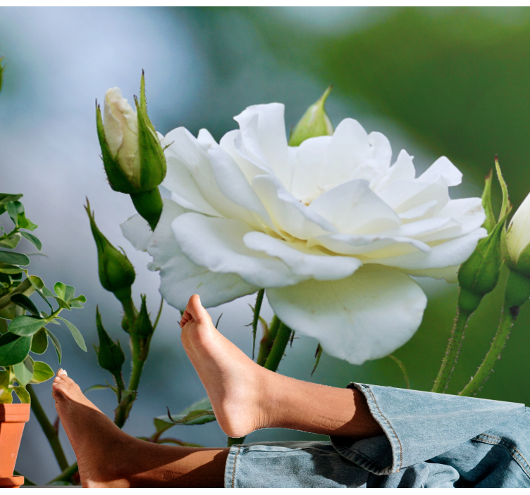Mural de pared flores elegante rosa blanca - TenVinilo