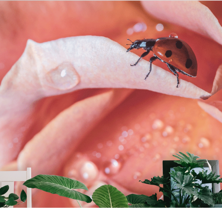 Mural de pared flores mariquita en pétalo - TenVinilo