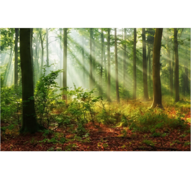 Papel pintado bosque luz natural en el bosque - TenVinilo