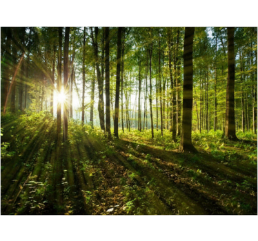 Papel pintado bosque bosques del sol radiante - TenVinilo