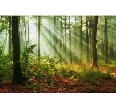 Papel pintado bosque arboleda del mañana soleado - TenVinilo