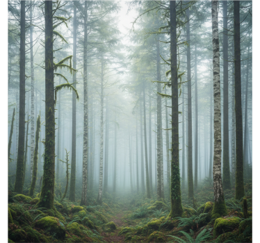 Papel pintado bosque mural de neblina atmosférica - TenVinilo
