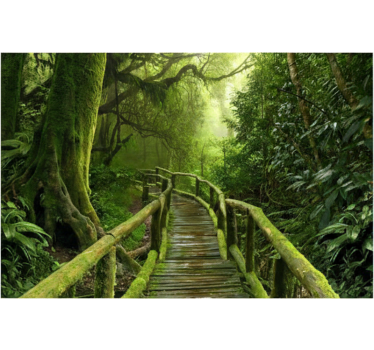 Papel pintado bosque paseo musgoso exuberante - TenVinilo