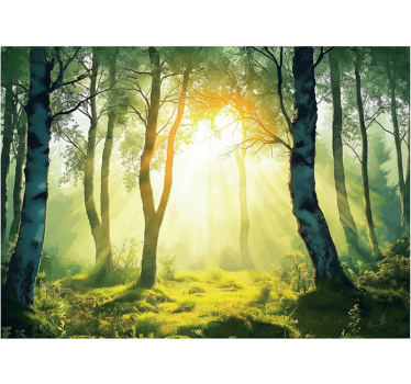 Papel pintado bosque mural de abedules soleados - TenVinilo