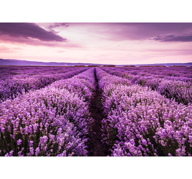 Mural de flores de campo de lavanda rosa - TenVinilo
