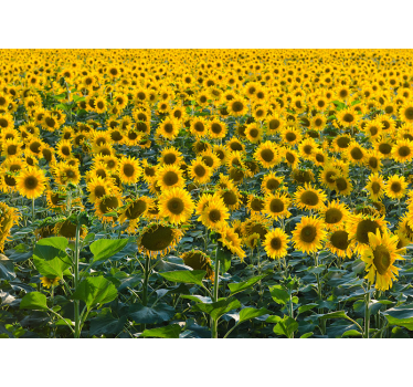Papel mural de campo de girasoles - TenVinilo
