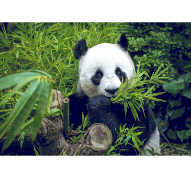 Fotomural animal de oso panda en bambú - TenVinilo