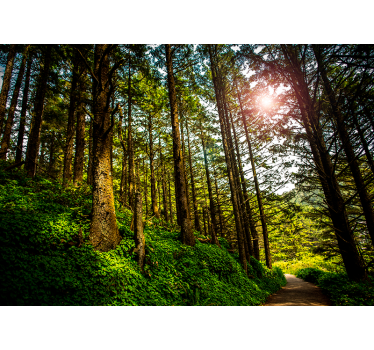 Fotomural bosque verde con destello solar - TenVinilo