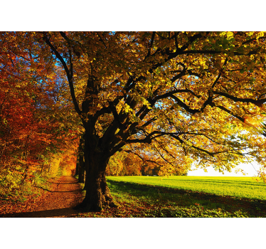 Fotomural paisaje bosque otoño para salón - TenVinilo