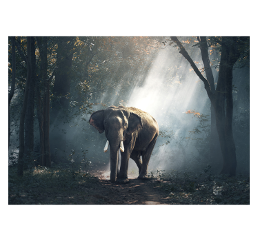Fotomural animales elefante del bosque majestuoso - TenVinilo