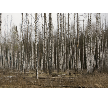 Papel pintado paisaje bosque de abedul gris - TenVinilo