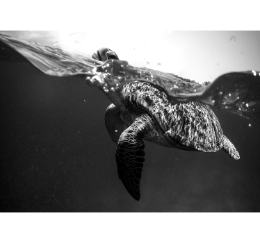Papel mural de animales Tortuga blanco y negro - TenVinilo