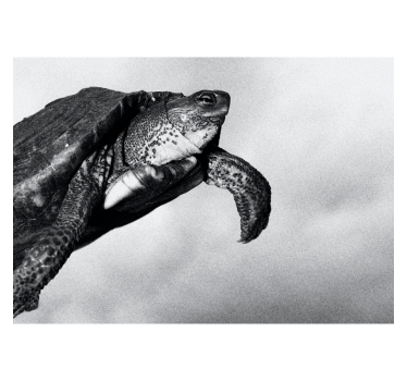 Fotomural animal tortuga nadando - TenVinilo
