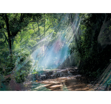 Papel pintado naturaleza sendero radiante del bosque - TenVinilo