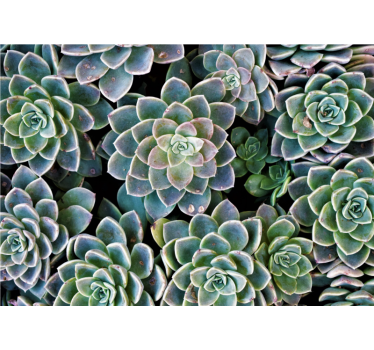 Fotomural naturaleza colección de plantas suculentas - TenVinilo