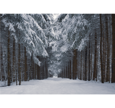 Fotomural bosque sendero de pinos nevados - TenVinilo