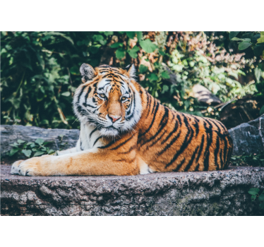 Fotomural animales majestuosa mirada de tigre - TenVinilo