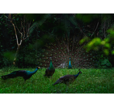 Fotomural animales pavo real mostrando plumas - TenVinilo