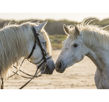 Fotomural animales afecto tierno de caballo - TenVinilo