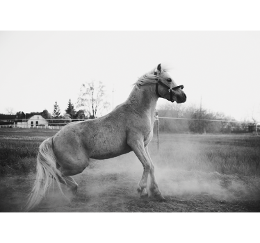 Fotomural animales pony galopante - TenVinilo