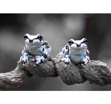 Fotomural animales pareja de ranas arbóreas - TenVinilo