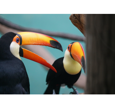 Fotomural animales pareja de tucanes - TenVinilo
