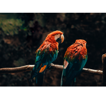 Fotomural animales loros coloridos juntos - TenVinilo