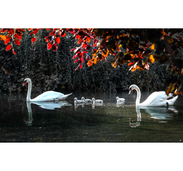 Fotomural animales familia de cisnes elegantes - TenVinilo