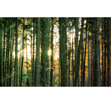 Papel pintado bosque vista radiante del bosque - TenVinilo