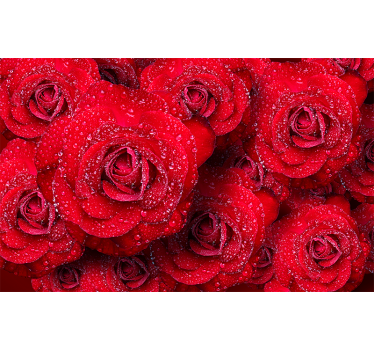 Fotomural rosas rojas en flor - TenVinilo