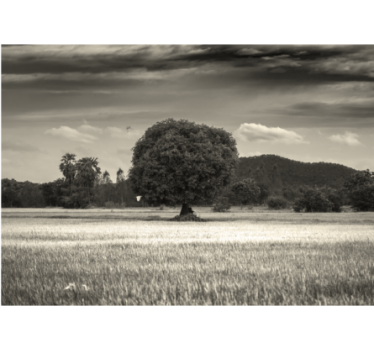 Fotomural árboles paisaje de árbol solitario - TenVinilo